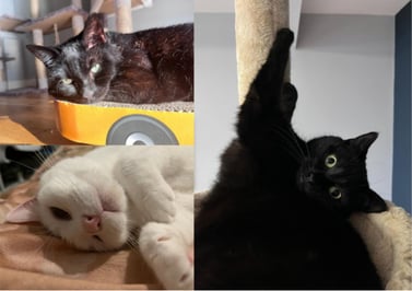 Collage of three cats, two black and one white